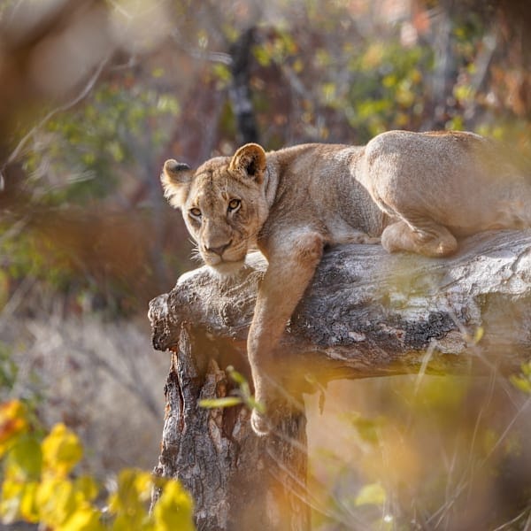 Südafrika Roadtrip: Wildlife Glamping & Krüger Safari